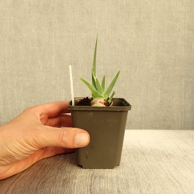 Amostra de Iris germanica Waterline Vaso de 8/9 cm tal como entregue no outono