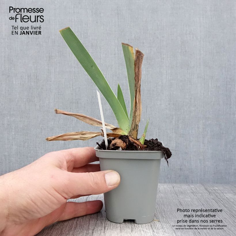 Amostra de Iris germanica Waterline - Iris des Jardins Godet de 8/9 cm tal como entregue no inverno
