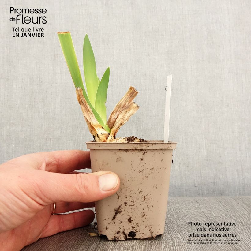 Amostra de Iris germanica Yaquina Blue - Iris des Jardins Vaso de 8/9 cm tal como entregue no inverno