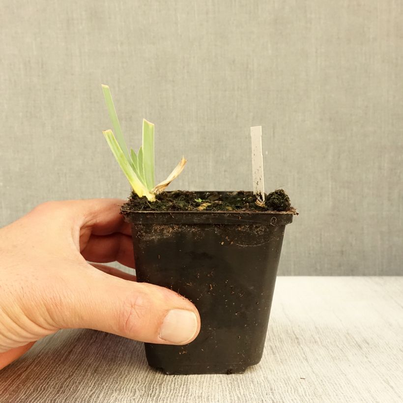 Amostra de Iris germanica Young Blood - Iris des Jardins Godet de 8/9 cm tal como entregue no outono