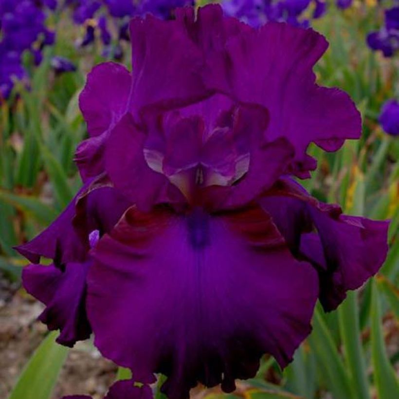 Iris germanica Gipsy Romance (Floração)