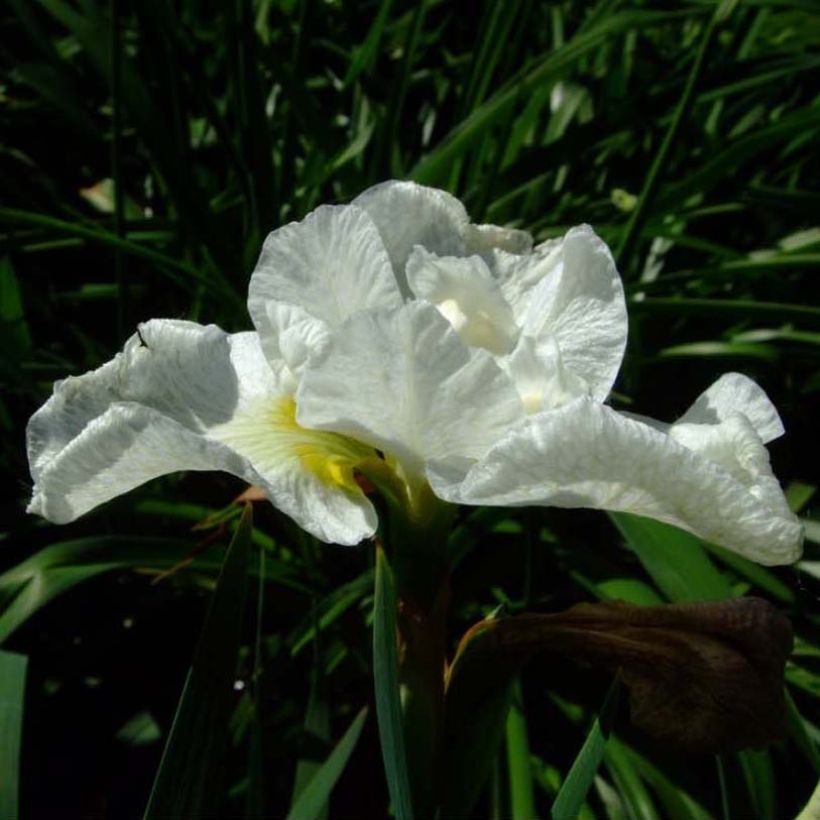 Iris sibirica Harpswell Happiness (Floração)