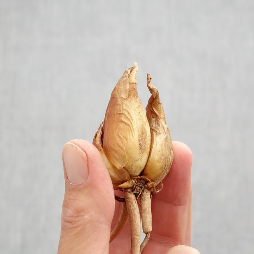 Amostra de Iris hoogiana - Iris de Hoog Bulbe Kaliber/Größe I tal como entregue no outono