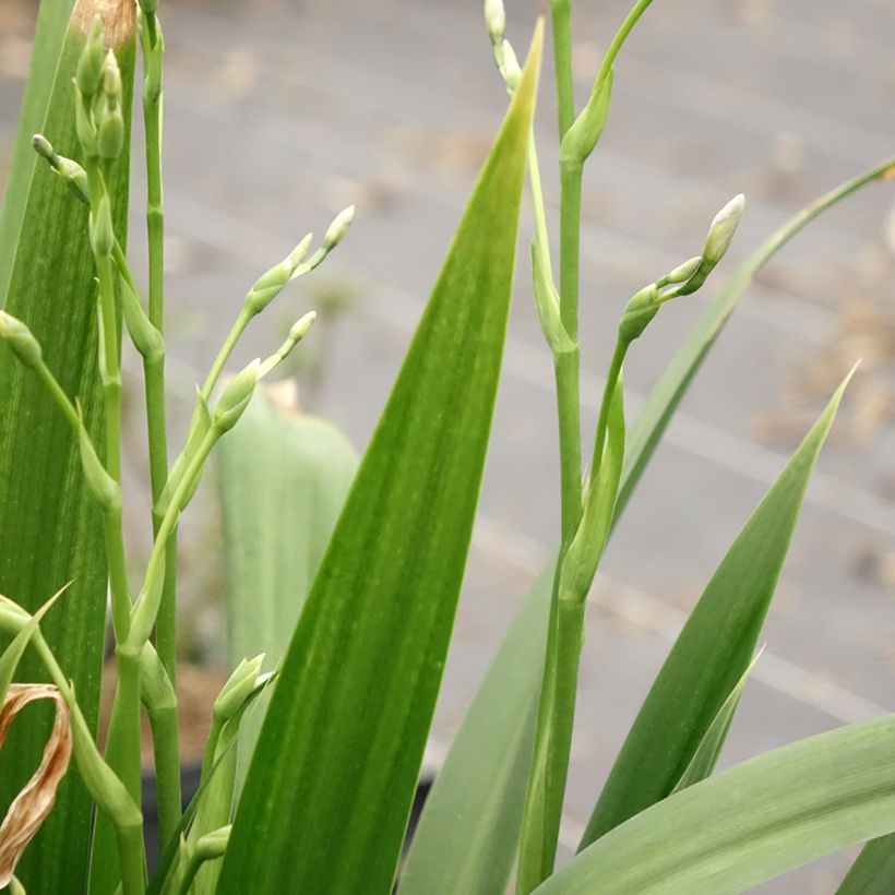 Iris japonica - Lírio japonês (Folhagem)