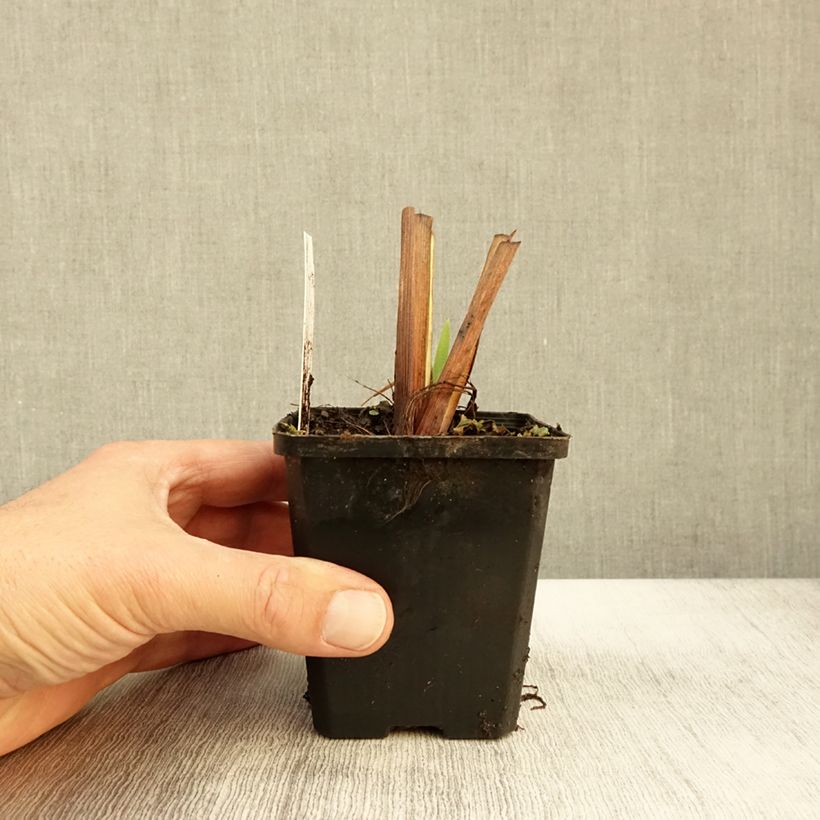 Amostra de Iris laevigata Vaso de 8/9 cm tal como entregue no outono