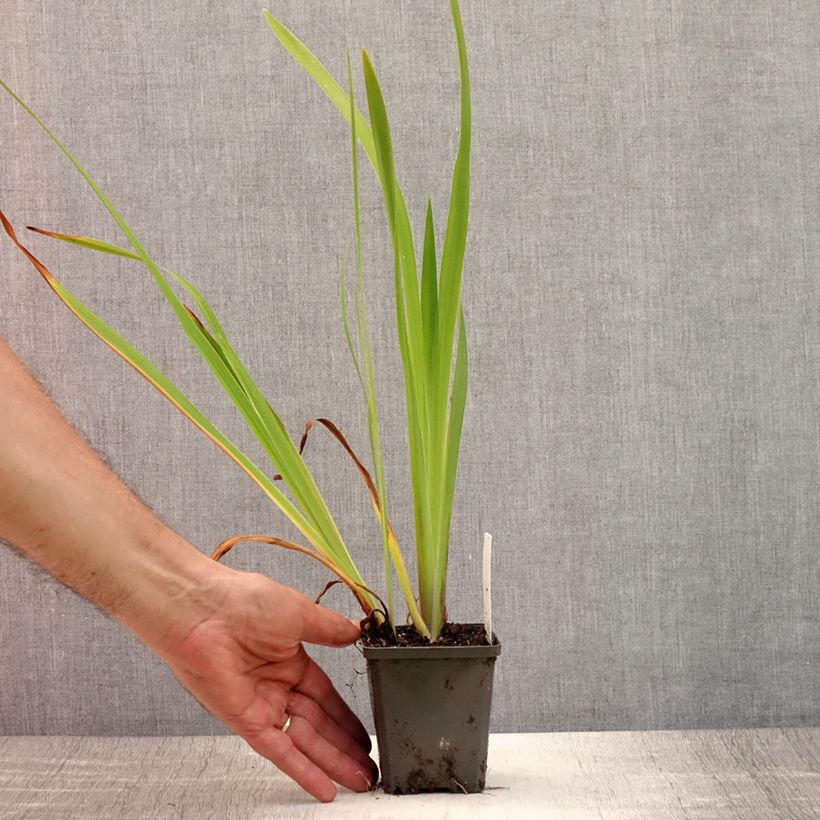 Amostra de Iris laevigata Vaso de 8/9 cm tal como entregue no verão