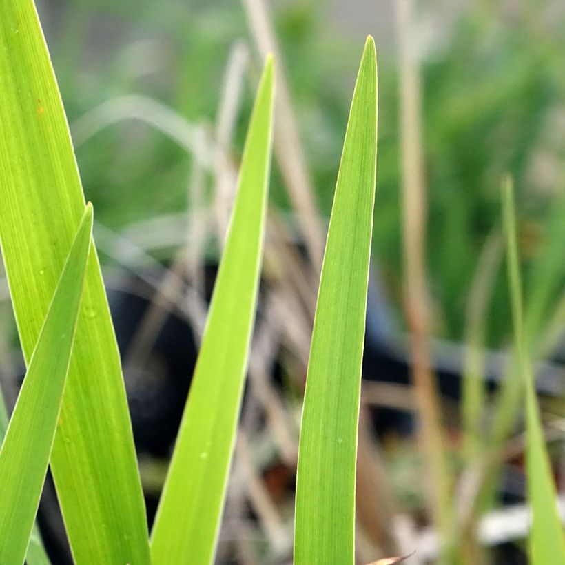 Iris laevigata (Folhagem)