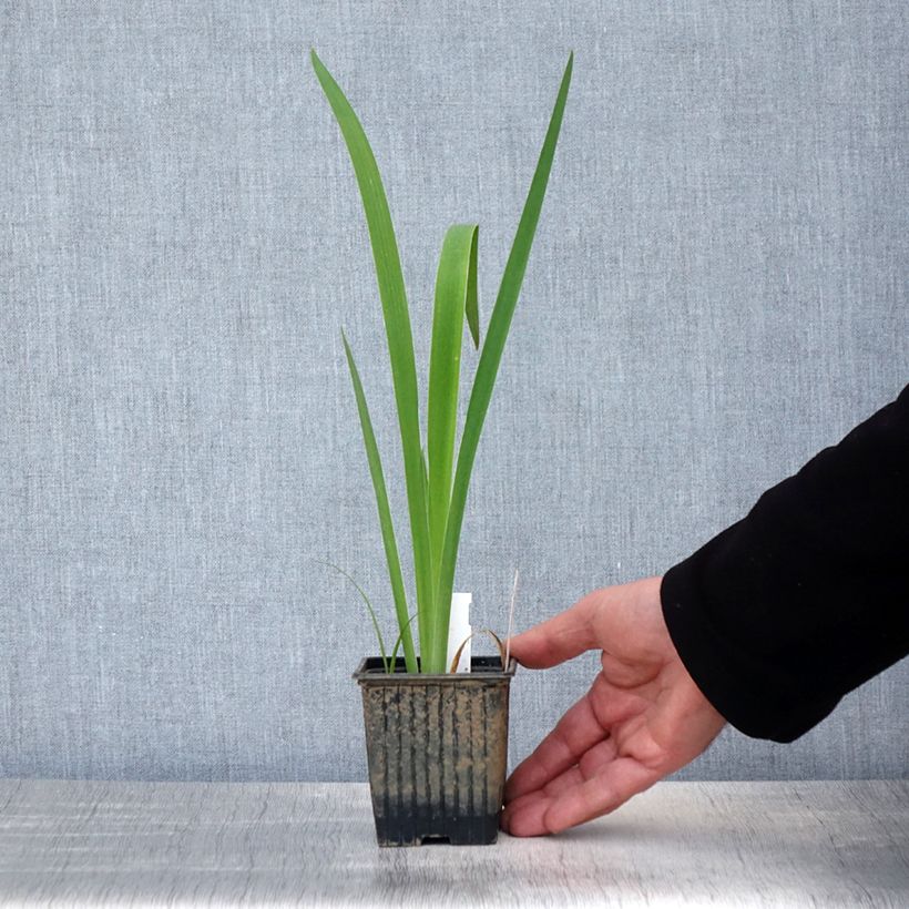 Amostra de Iris laevigata Latour Marliac - Iris d'eau japonais Godet de 8/9 cm tal como entregue na primavera