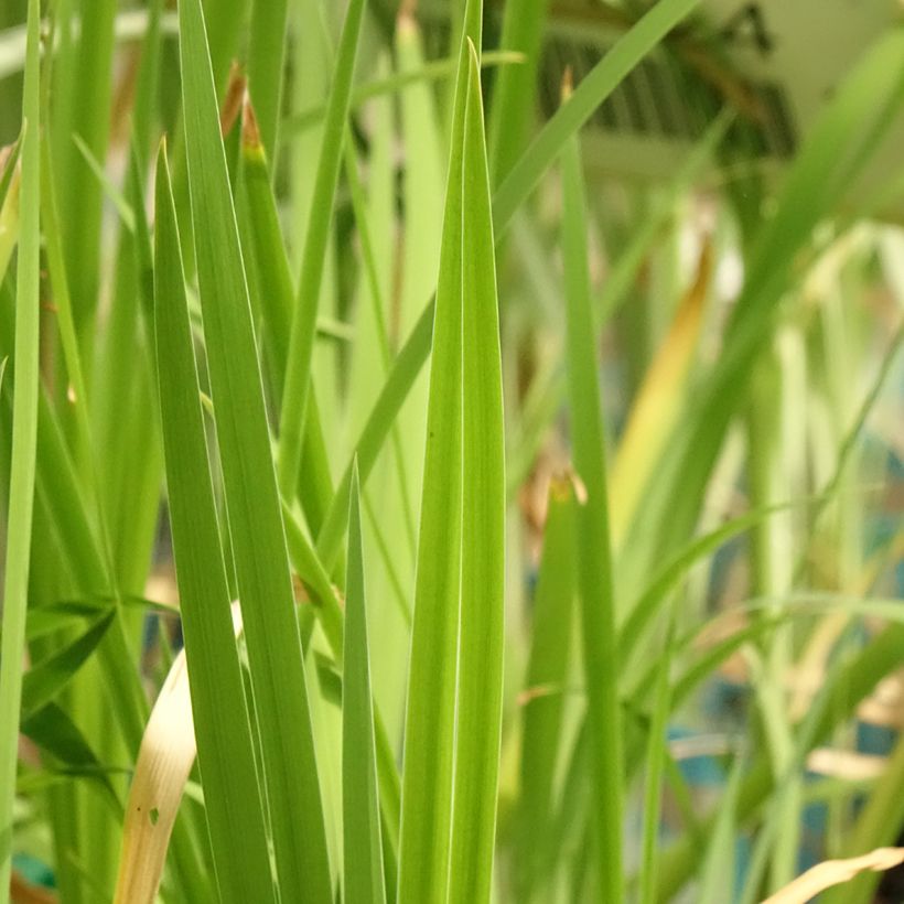 Iris laevigata Mottled Beauty (Folhagem)