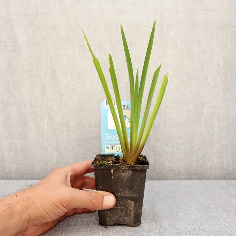 Amostra de Iris laevigata Mottled Beauty Vaso de 8/9 cm tal como entregue no outono