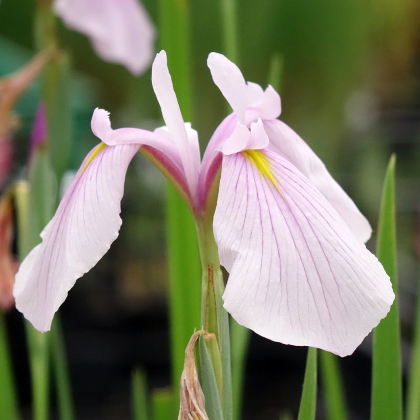 Iris laevigata Rose Queen (Floração)