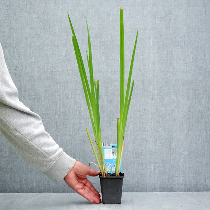 Amostra de Iris laevigata Rose Queen - Iris d'eau japonais Godet de 8/9 cm tal como entregue no verão