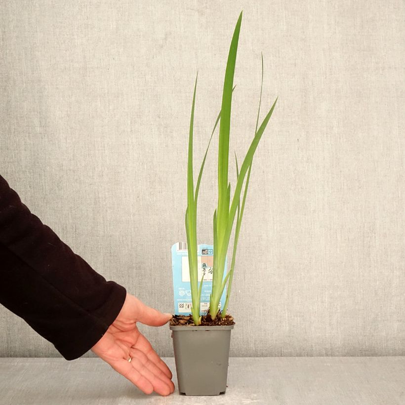 Amostra de Iris laevigata Rose Queen Vaso de 8/9 cm tal como entregue na primavera