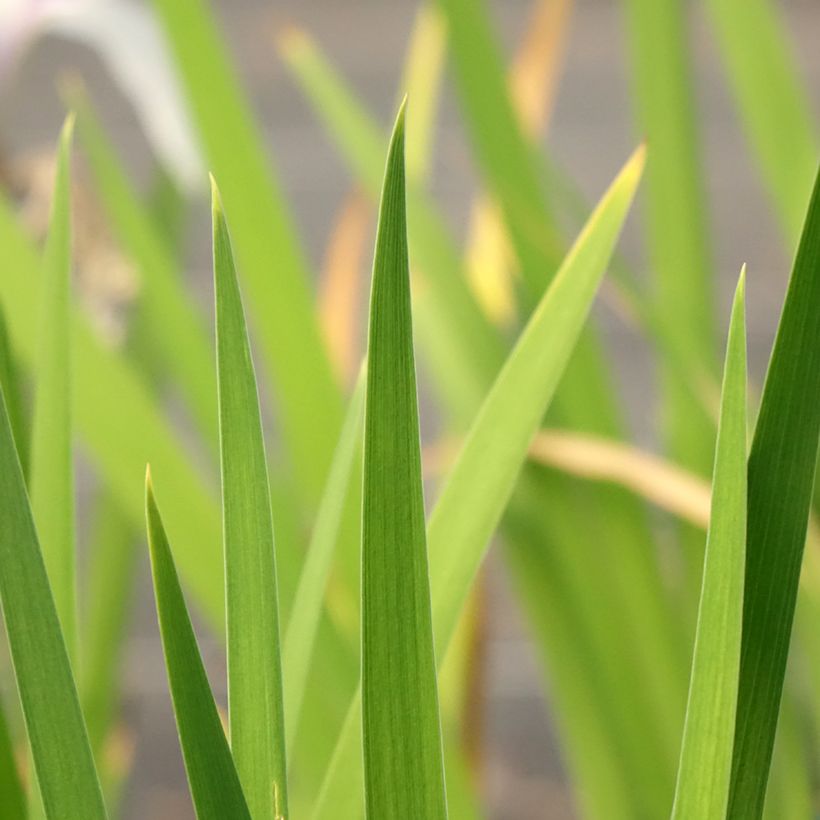 Iris laevigata Snowdrift (Folhagem)