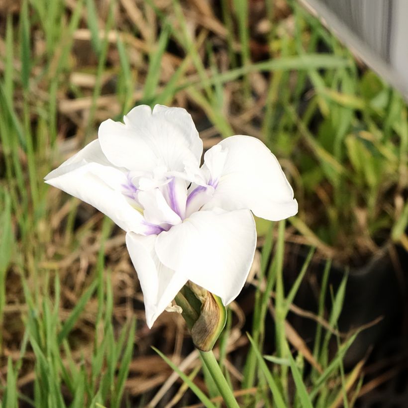 Iris laevigata Snowdrift (Floração)
