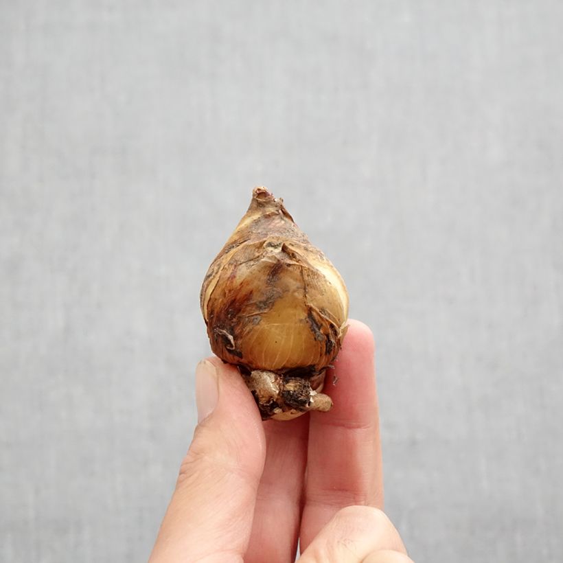 Amostra de Iris magnifica alba - Iris majestueux Bulbe Kaliber/Größe I tal como entregue no outono