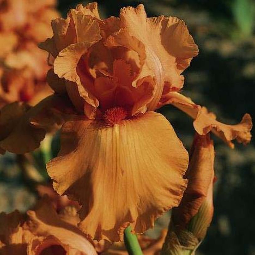 Iris germanica Orange Embers (Floração)