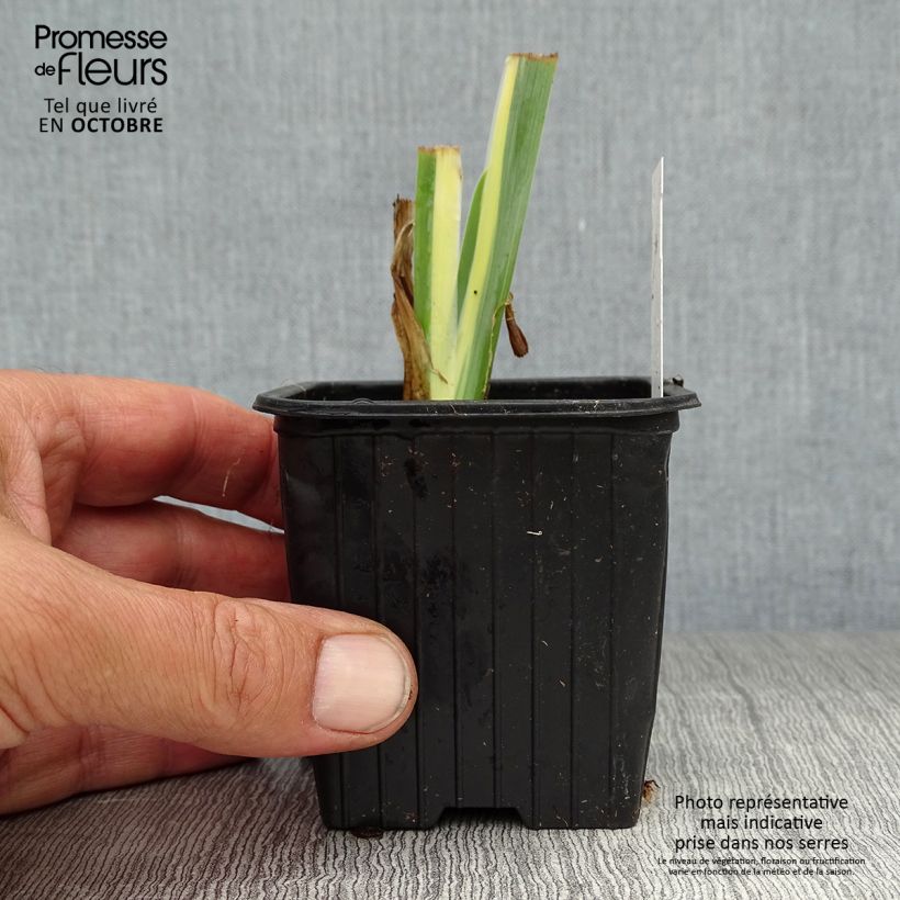 Amostra de Iris pallida Variegata Vaso de 8/9 cm tal como entregue no outono