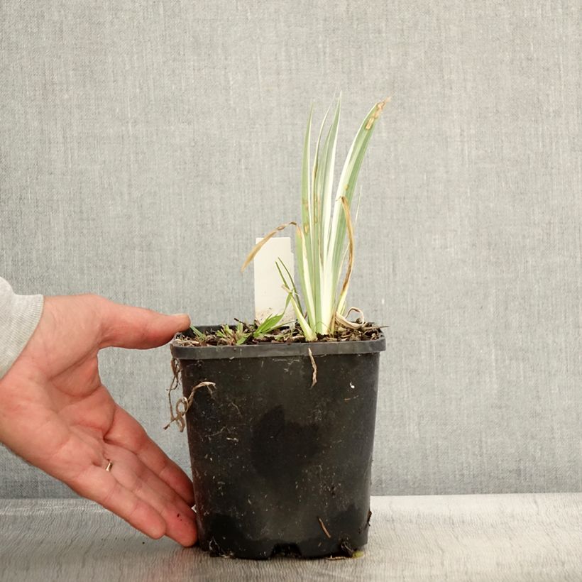 Amostra de Iris pallida Variegata Vaso de 1,5 L/2 L tal como entregue no outono