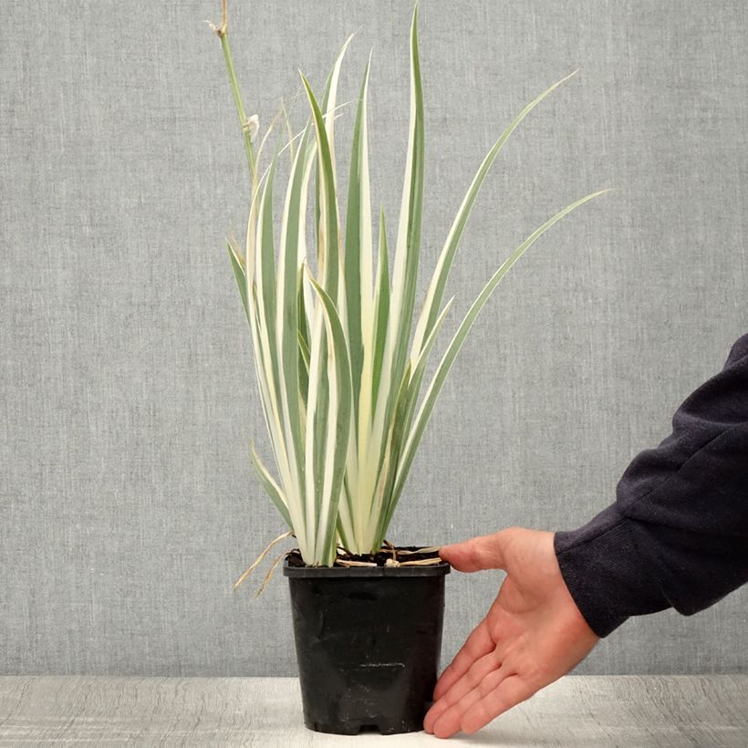 Amostra de Iris pallida Variegata Vaso de 1,5 L/2 L tal como entregue no verão