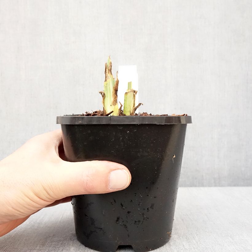 Amostra de Iris pallida Variegata Vaso de 1,5 L/2 L tal como entregue no inverno