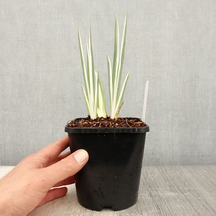 Amostra de Iris pallida Variegata Vaso de 1,5 L/2 L tal como entregue na primavera