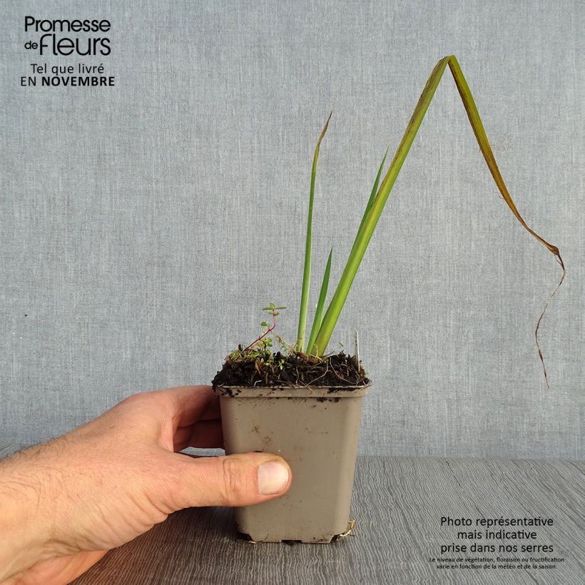 Amostra de Iris pseudacorus Creme de la Creme Vaso de 8/9 cm tal como entregue no outono