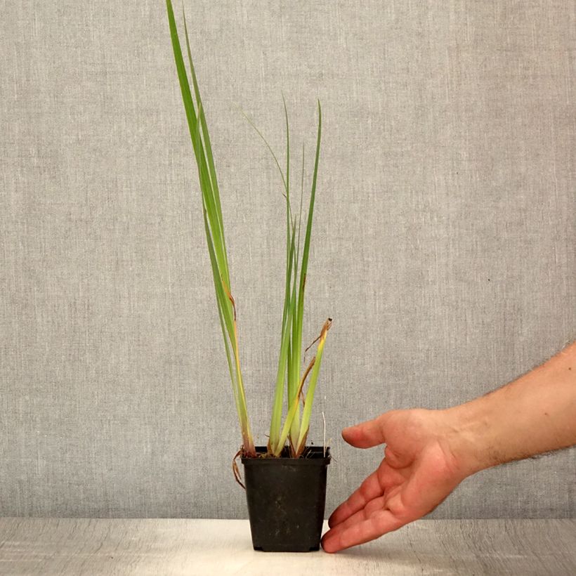 Amostra de Iris pseudacorus Creme de la Creme Vaso de 8/9 cm tal como entregue no verão
