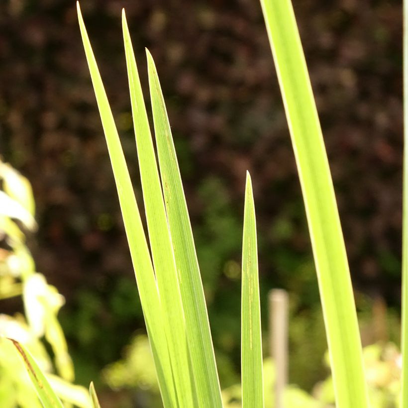Iris pseudacorus Creme de la Creme (Folhagem)