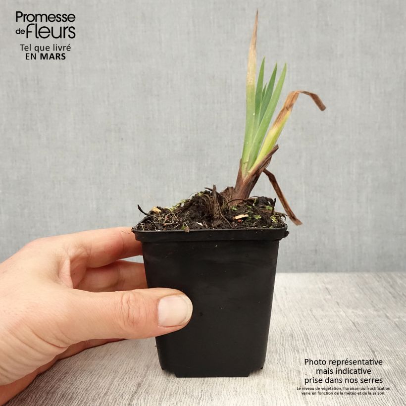 Amostra de Iris pseudacorus Plena Vaso de 8/9 cm tal como entregue na primavera