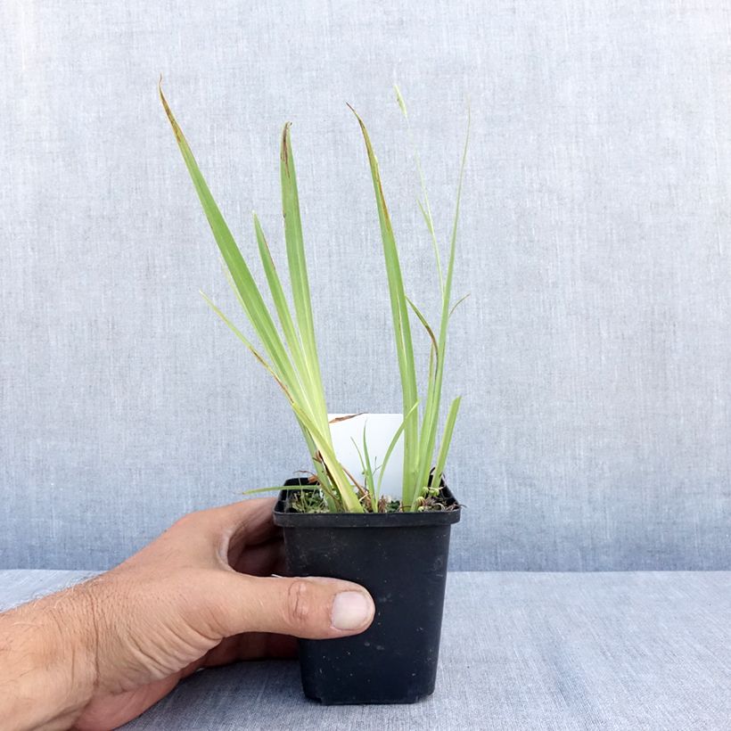 Amostra de Iris pseudacorus Plena Vaso de 8/9 cm tal como entregue no verão