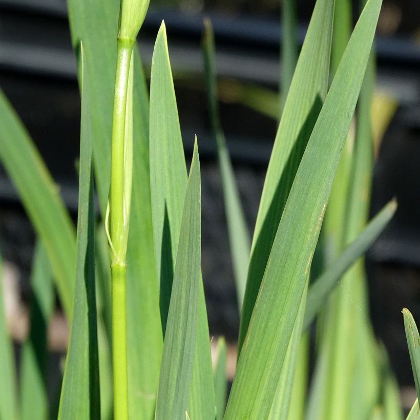 Iris pseudacorus Plena (Folhagem)