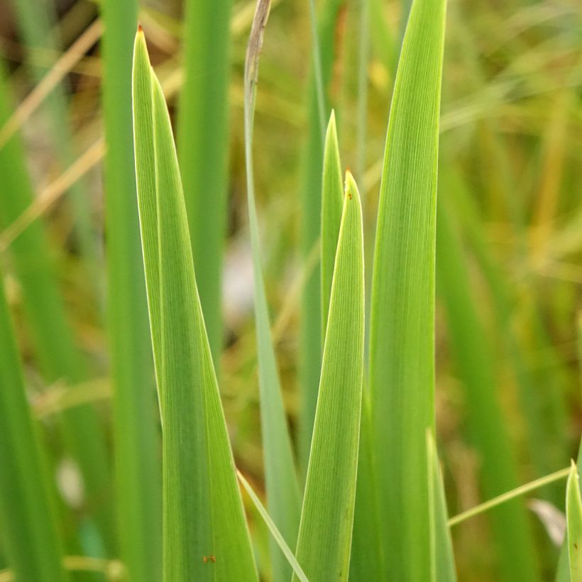 Iris pseudacorus var. bastardii (Folhagem)