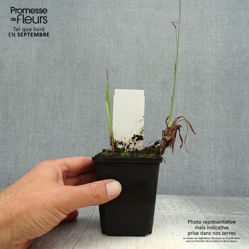 Amostra de Iris pseudacorus var. bastardii Vaso de 8/9 cm tal como entregue no outono