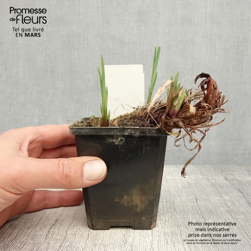 Amostra de Iris pseudacorus var. bastardii Vaso de 8/9 cm tal como entregue na primavera