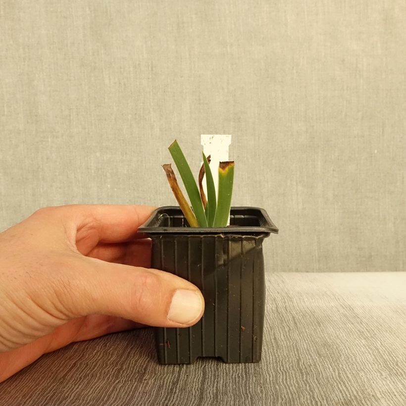 Amostra de Iris lutescens x pumila Azurea Vaso de 8/9 cm tal como entregue no outono