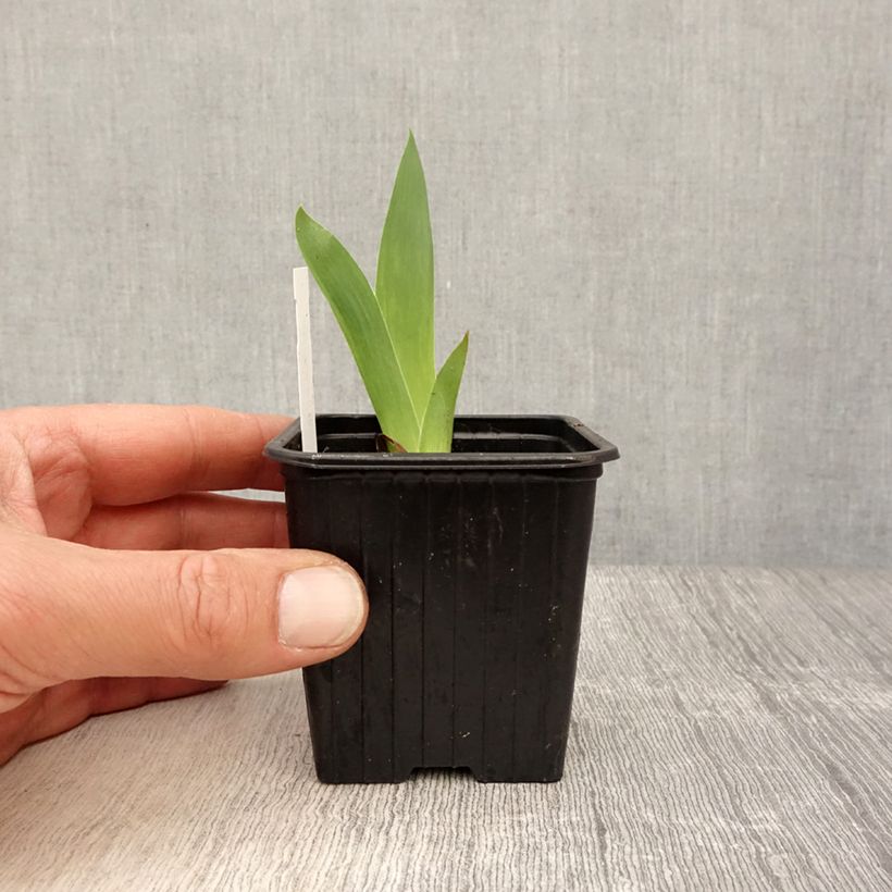 Amostra de Iris lutescens x pumila Azurea Vaso de 8/9 cm tal como entregue na primavera