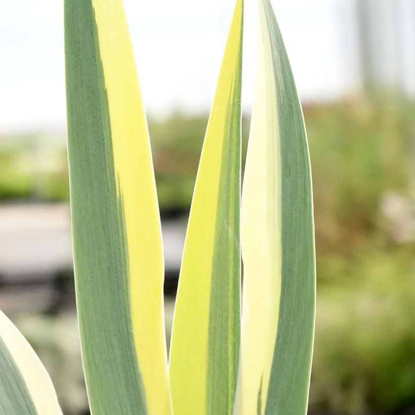 Iris lutescens x pumila Azurea (Folhagem)