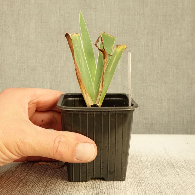 Amostra de Iris pumila Blue Denim Vaso de 8/9 cm tal como entregue no outono