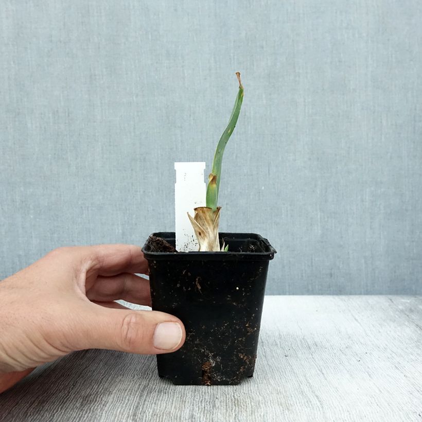 Amostra de Iris pumila Brannigan - Iris nain ou de rocaille Godet de 8/9 cm, Calibre 4/6 tal como entregue no outono