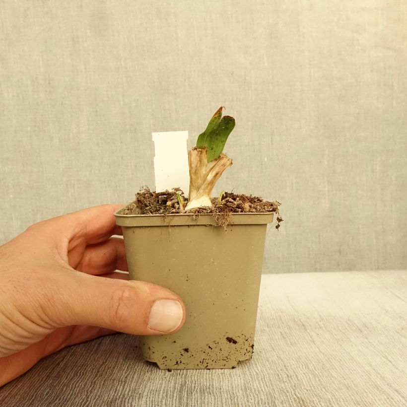Amostra de Iris pumila Brassie Vaso de 8/9 cm tal como entregue no outono