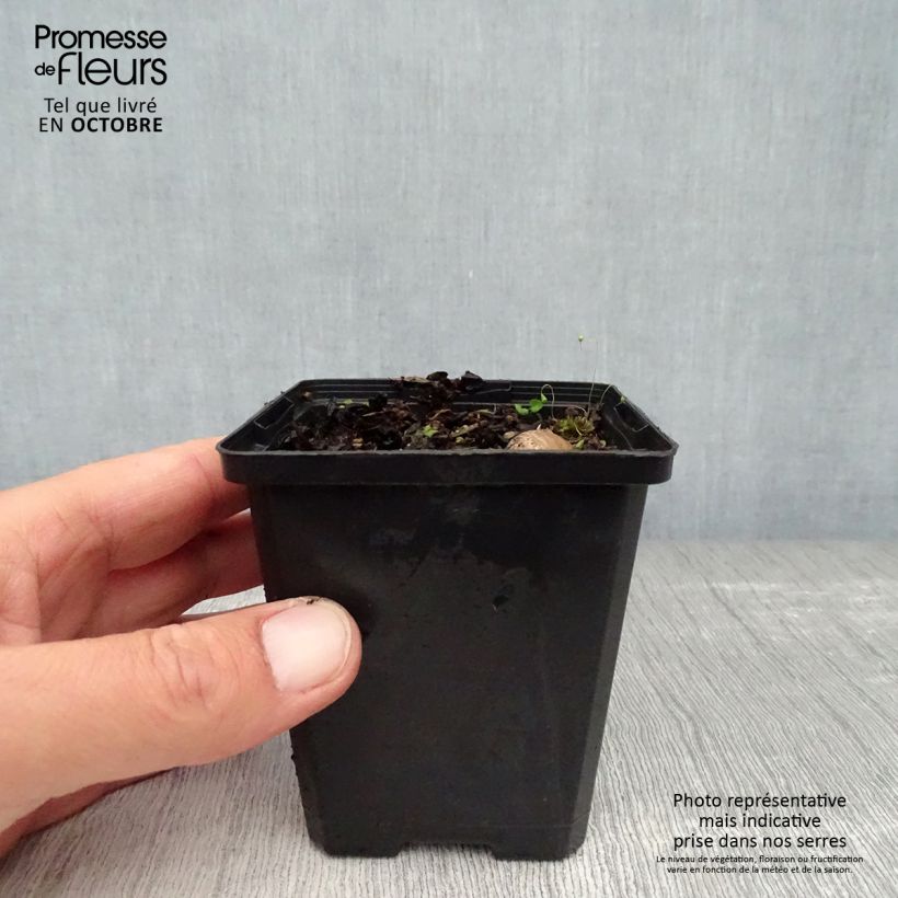 Amostra de Iris pumila Bright White Vaso de 8/9 cm tal como entregue no outono