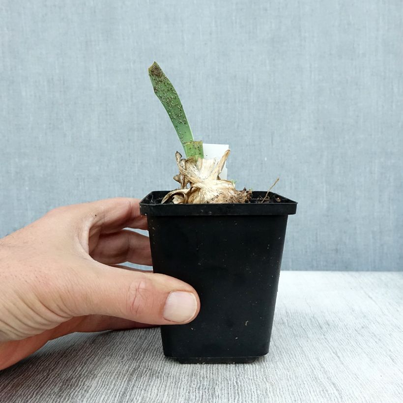 Amostra de Iris pumila Cherry Garden Vaso de 8/9 cm tal como entregue no outono