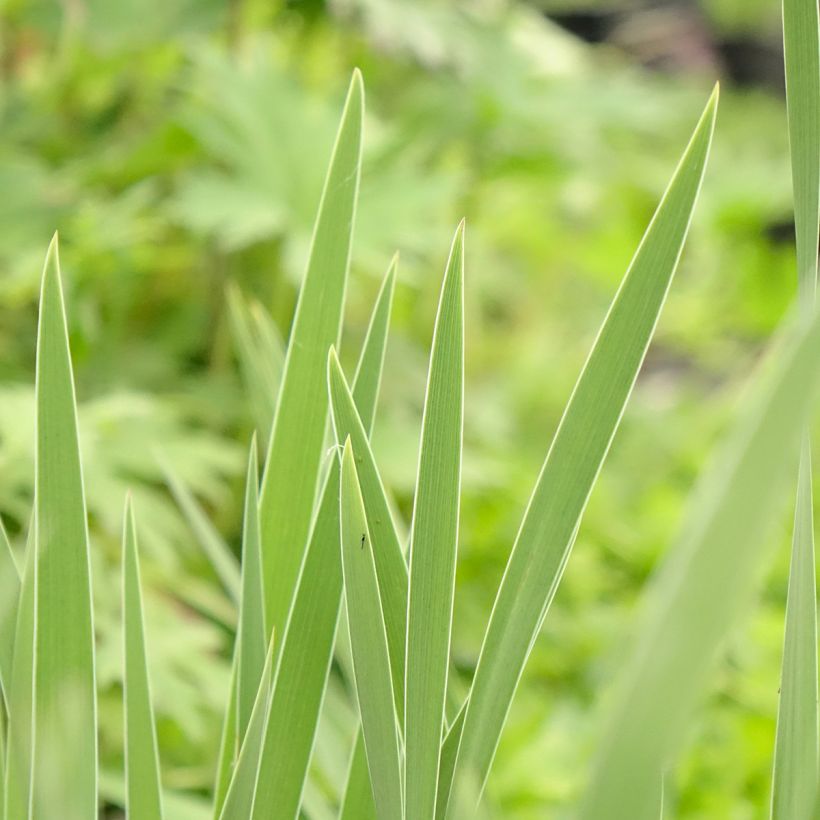 Iris pumila Crispy (Folhagem)