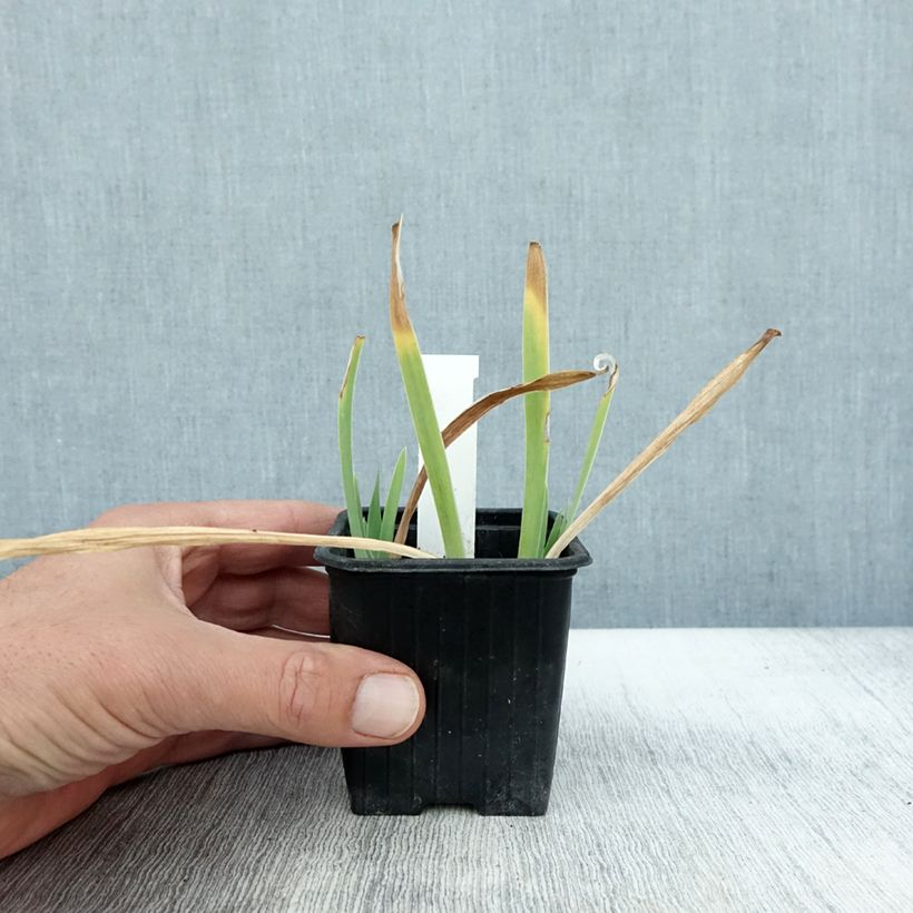 Amostra de Iris pumila Crispy Vaso de 8/9 cm tal como entregue no outono