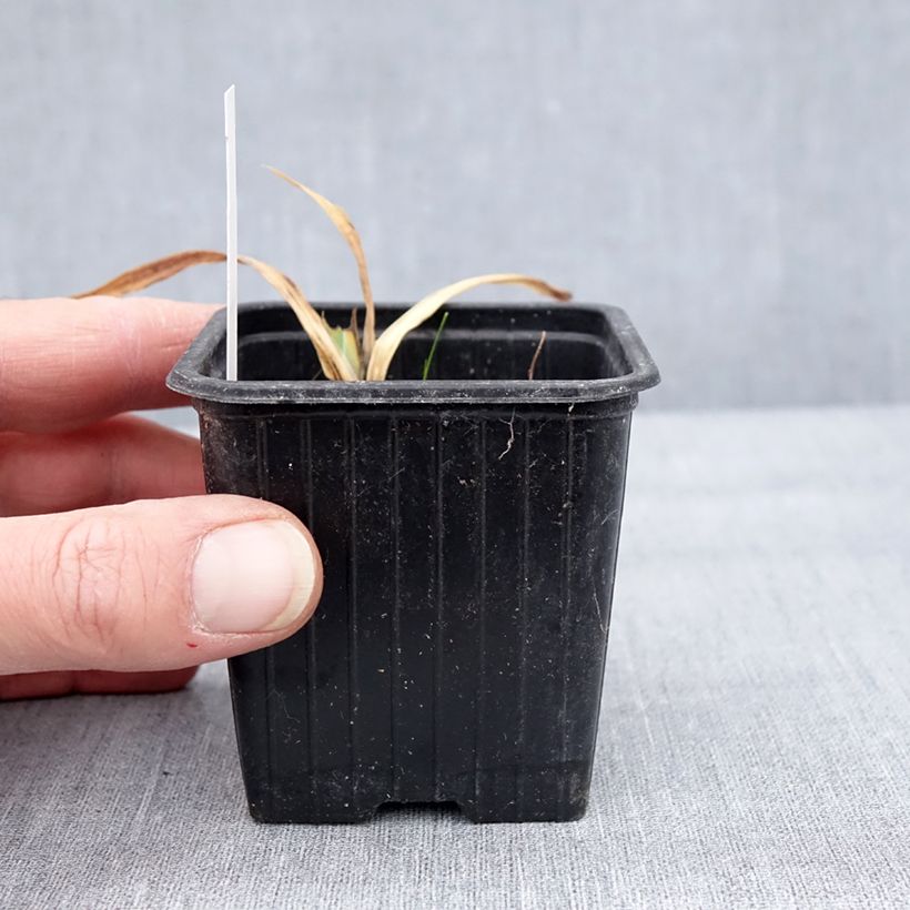 Amostra de Iris pumila Crispy - Iris des Jardins nain ou miniature Godet de 8/9 cm tal como entregue no inverno