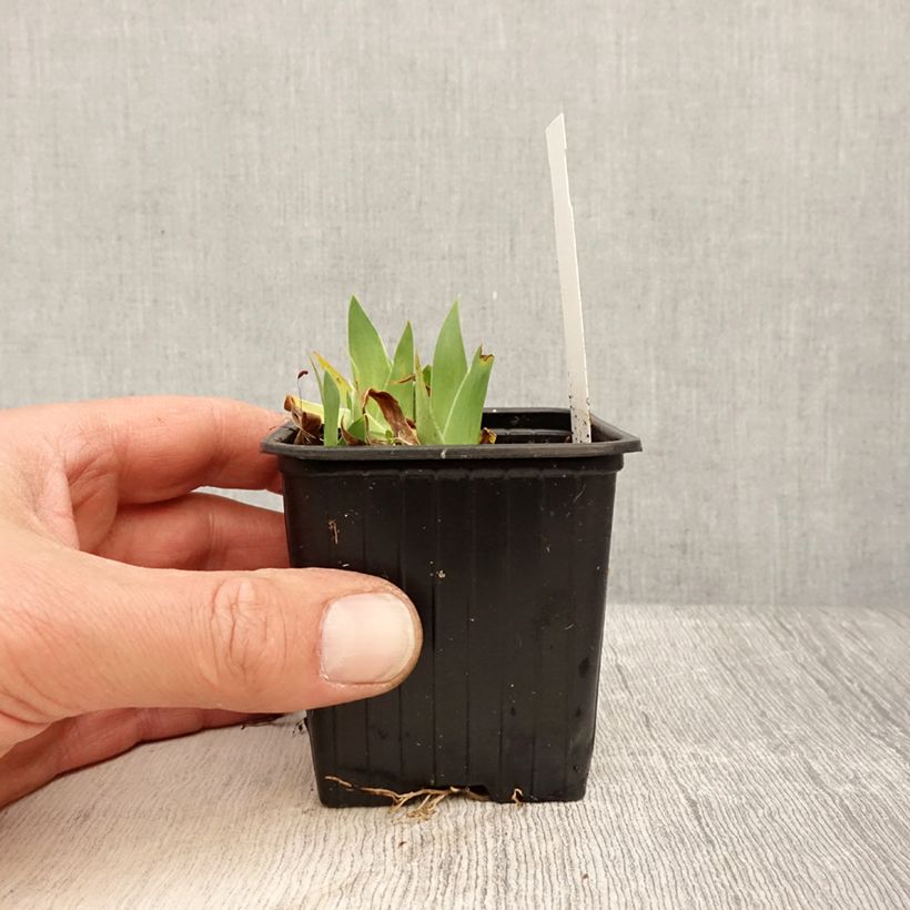 Amostra de Iris pumila Crispy Vaso de 8/9 cm tal como entregue na primavera