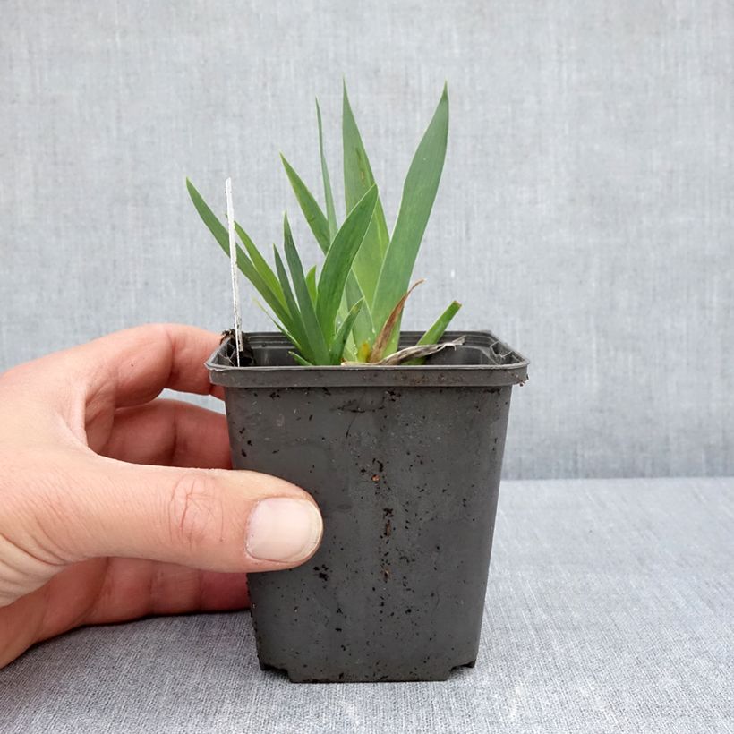 Amostra de Iris pumila Curio Vaso de 8/9 cm tal como entregue na primavera