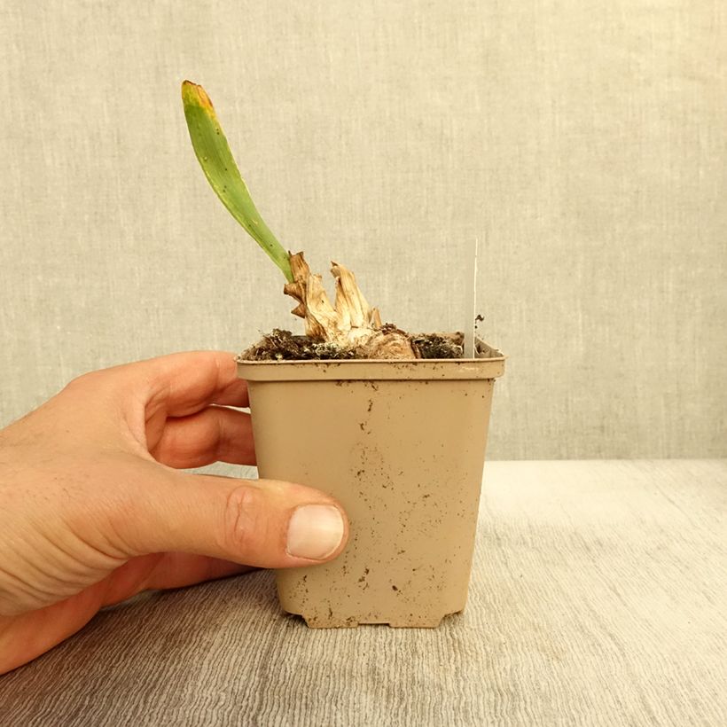 Amostra de Iris pumila Daring Do Vaso de 8/9 cm tal como entregue no outono