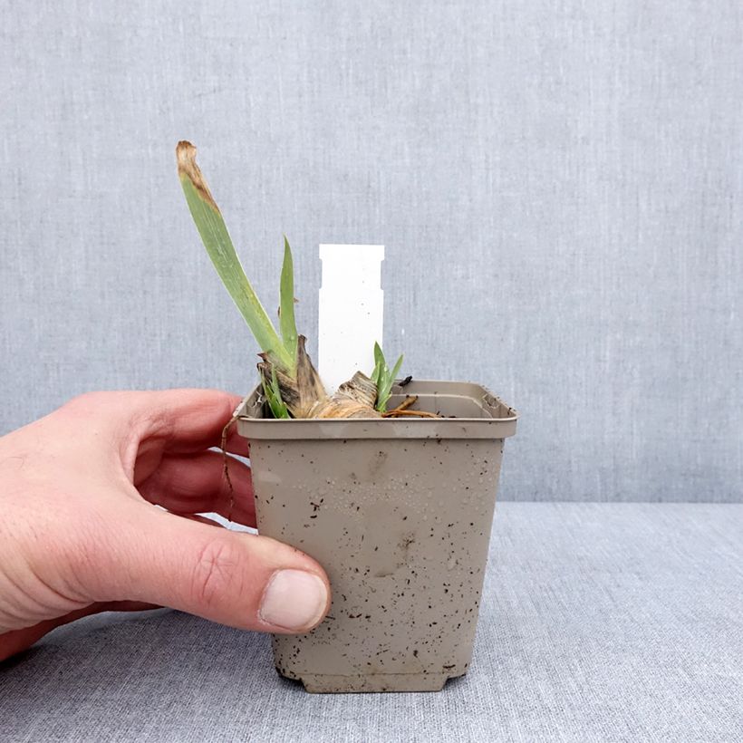 Amostra de Iris pumila Green Spot - Iris nain des jardins Vaso de 8/9 cm tal como entregue no inverno